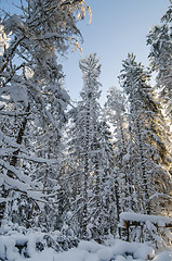 Image showing Winter snow covered trees against the blue sky. Viitna, Estonia.