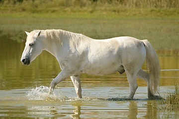 Image showing White Horse