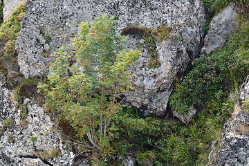 Image showing young ashberry growing in the mountains