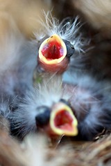 Image showing Baby Birds