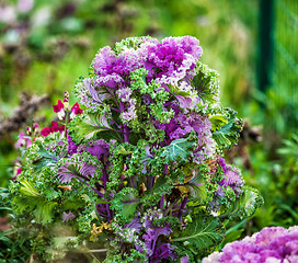 Image showing beautiful blooming decorative cabbage