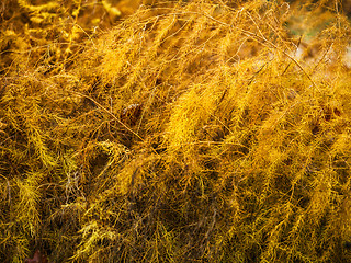 Image showing yellow autumn asparagus background