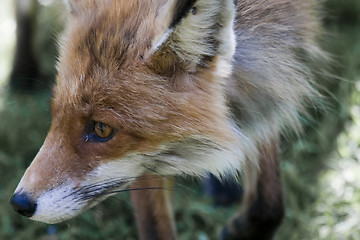 Image showing red fox head