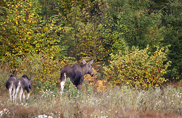 Image showing moose family