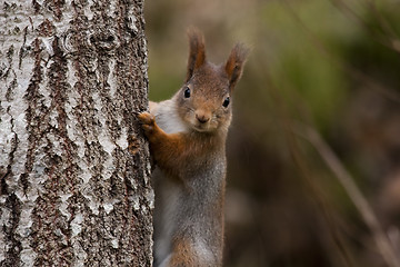 Image showing red squirrel