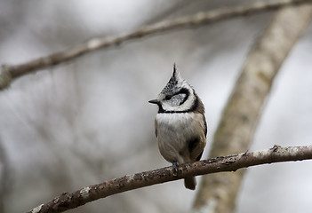 Image showing crested tit