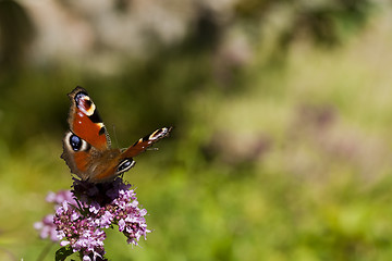 Image showing peacock butterfly