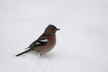 Image showing male chaffinch