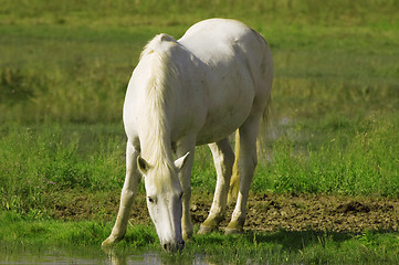 Image showing White horse