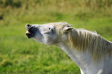 Image showing Funny horse