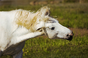 Image showing White horse