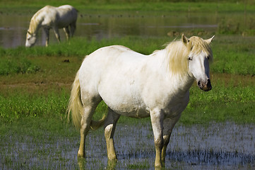 Image showing White horses