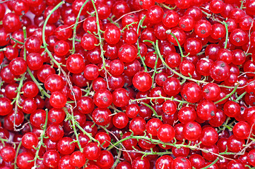 Image showing Ripe red currant close-up as background