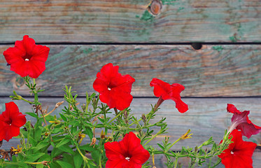 Image showing Bright red petunias in the background out of focus wooden planks