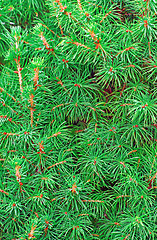 Image showing Juniper greens closeup as background