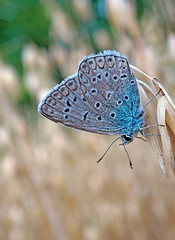 Image showing Butterfly blue lycaenidae at the ripe oats