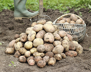 Image showing Freshly harvested potatoes