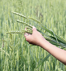 Image showing Wheat ears woman hand