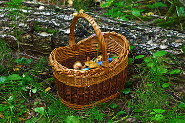 Image showing Basket with mushrooms in the forest