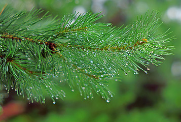 Image showing Pine branch in rain drops closeup