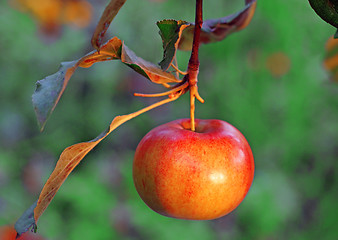 Image showing Golden ripe apple on a branch