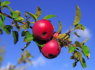 Image showing Red apples on a branch against the blue sky