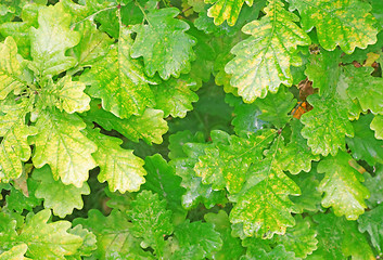 Image showing Yellowing foliage of oak close-up as background