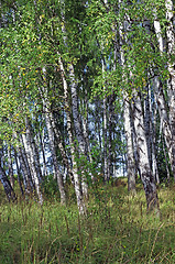 Image showing Birch grove in summer
