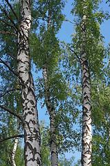 Image showing Several trunks of birch trees against the blue sky