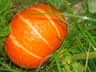 Image showing Orange Pumpkin in the garden