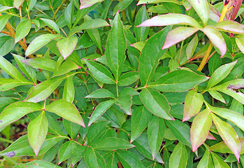 Image showing Peony foliage as a backdrop