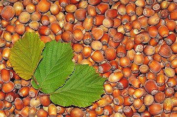Image showing Hazelnuts close-up as background