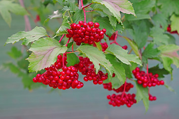 Image showing Ripe red viburnum on a bush