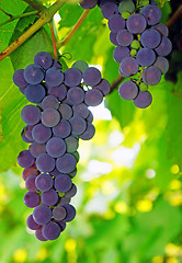 Image showing Violaceous Grapes on the vine close-up