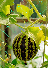 Image showing Melon 