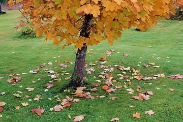 Image showing Falling leaves 