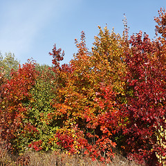 Image showing Picturesque autumn oak forest edge