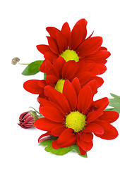 Image showing Red Daisy