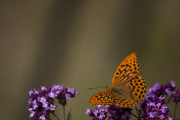 Image showing orange butterfly