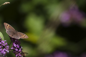 Image showing brown butterfly