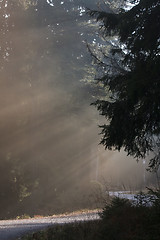 Image showing sunshine in fog