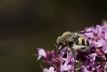 Image showing bee beetle