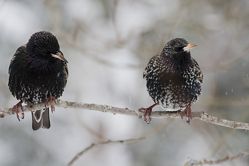 Image showing starlings in snow