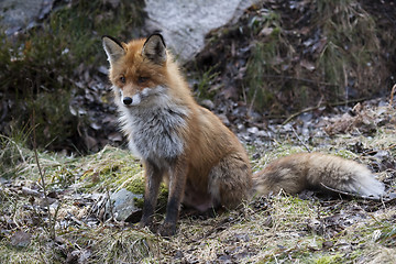 Image showing red fox