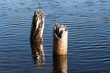 Image showing Trees in water