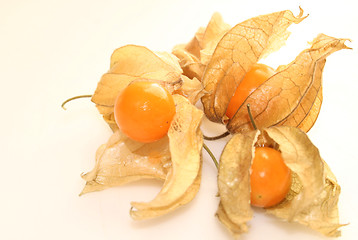 Image showing physalis fruit