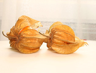 Image showing physalis fruit