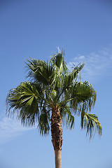 Image showing Palm Tree