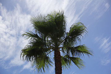 Image showing Palm Tree