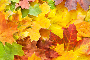 Image showing Autumn Maple Leaves